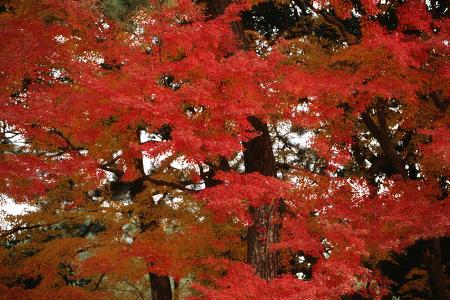 Kyoto