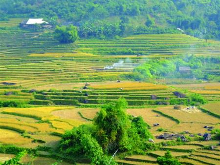 Mu Cang Chai