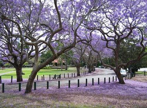 jacaranda khong chi co sac