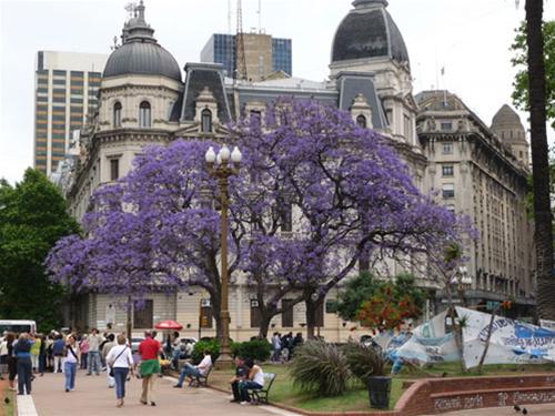 o buenos aires , jacaranda no tran duong pho