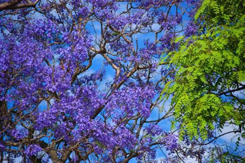 jacaranda no vao mua thu va xuan