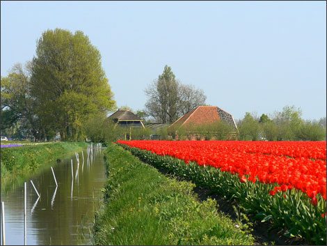 canh dong hoa tulip