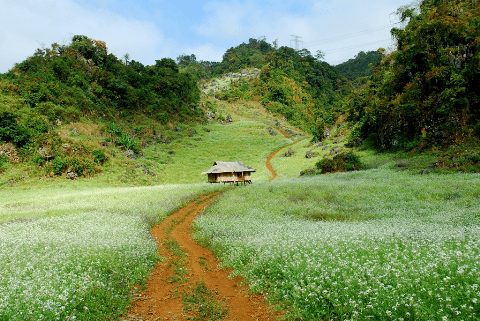 canh dong hoa cai trang