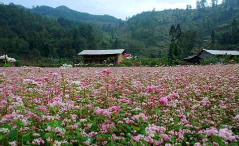 canh dong hoa tam giac