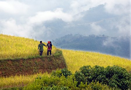 hanh phuc tren canh dong vang