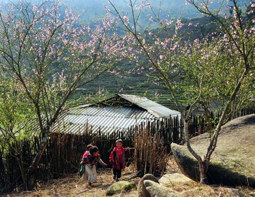 hoa dao sapa