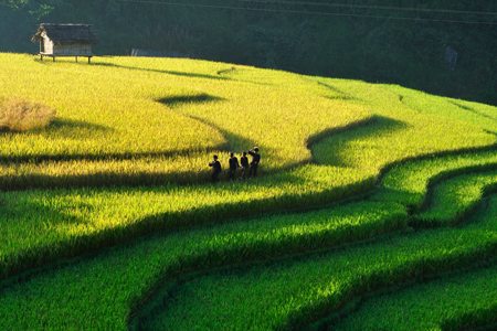 nang som tu le