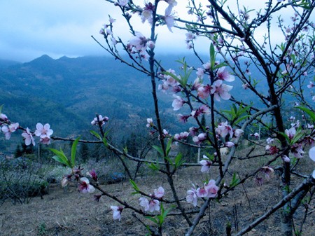 sac dao tai vung rung nui tay bac