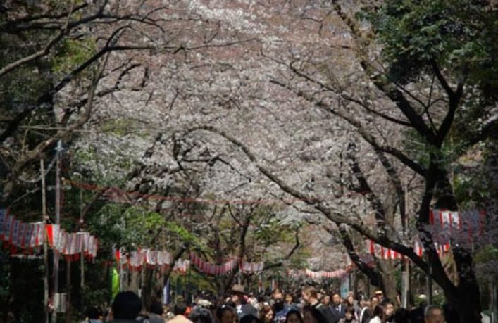 hoa anh dao tai tokyo nhat ban