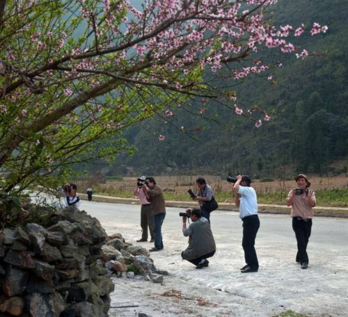 khach du lich chup anh hoa dao tai day