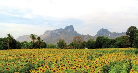 du lich thai lan nhin ngam canh dong huong duong