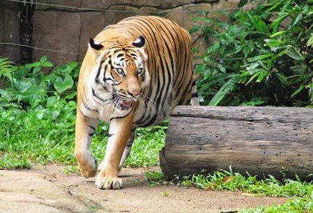 Hổ trong vườn thú Zoo Negara.