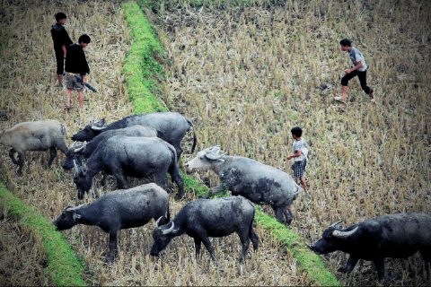 vung nui sapa trong nhung ngay lanh gia