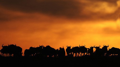 Khu bao ton Maasai Mara