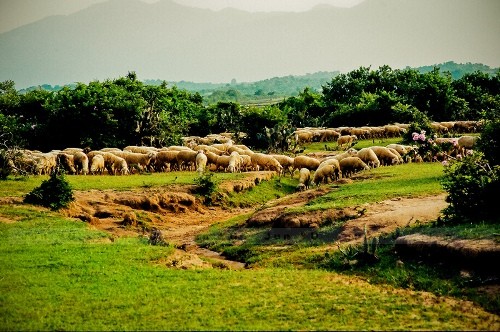 Dan cuu Phan Rang