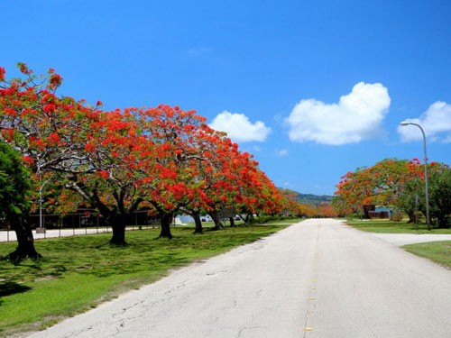 Nhung con duong hoa ruc ro o Saipan