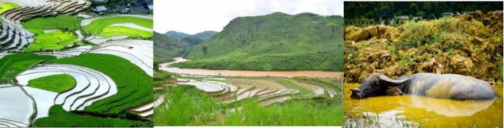 Caravan Mu Cang Chai