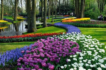 Le hoi hoa tulip o Ha  Du lịch Nam Phuong