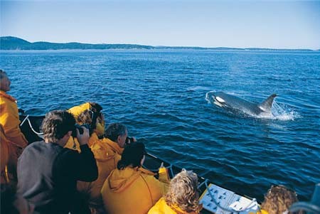 Le hoi ngam ca voi o Canada - Du lịch Nam Phương