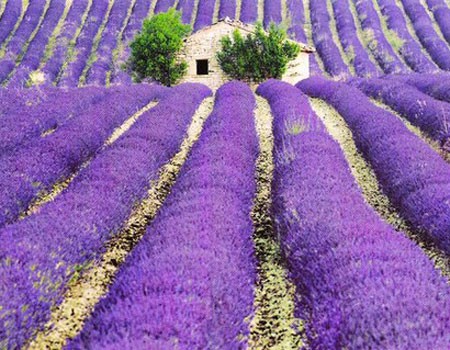 Canh dong hoa oai huong Provence