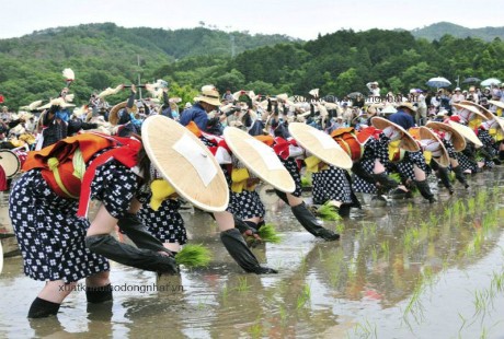 Le hoi trong lua o Nhat Ban