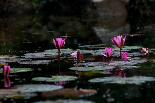 Nhung vat hoa sung no