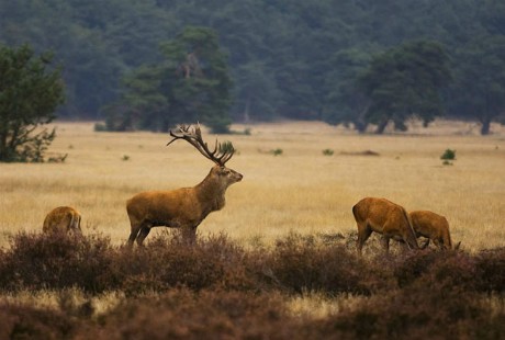 Cong vien quoc gia Hoge Veluwe