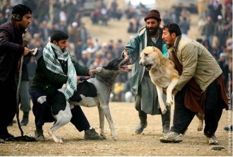 Choi cho o Afghanistan