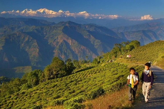 Day nui Darjeeling