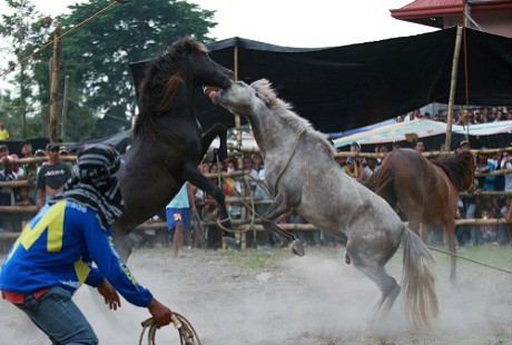 Hoi choi ngua o Philippines