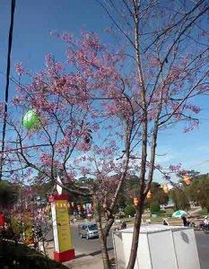 mai anh dao tren cac pho da lat