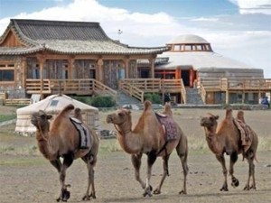 Nha tro Three Camel