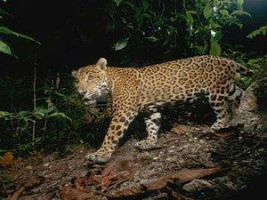 Rung nhiet doi Belize