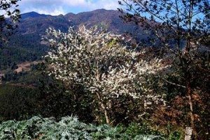 hoa man trang doi