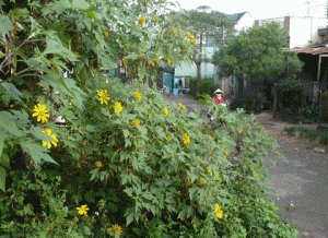 hoa moc ben nhung loi di