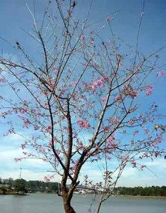 ho xuan huong phon phot hong
