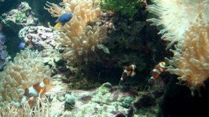 nhung chu ca nemo