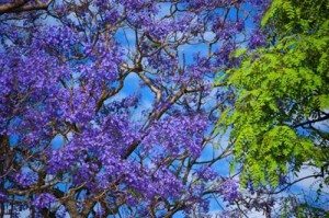 jacaranda no vao mua thu va xuan