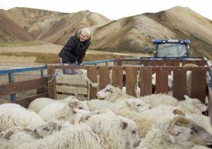chan nuoi cuu tai iceland