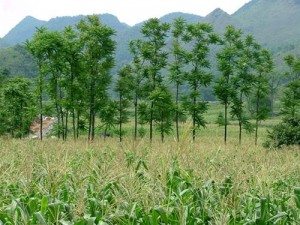 mua ngo dong bac