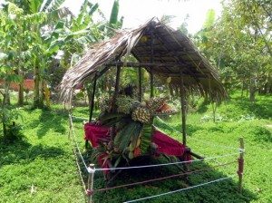 tao hinh long phung
