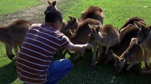 cho kangaroo an
