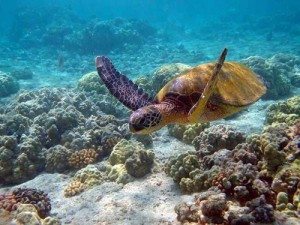 du lich chau phi den kenya lang ngam bien