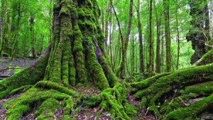 du lich khu rung hoang da o goc phia tay bac cua tasmania