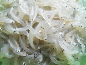 ve xu bien mien trung an ca com mom
