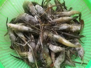tep nghe tuoi