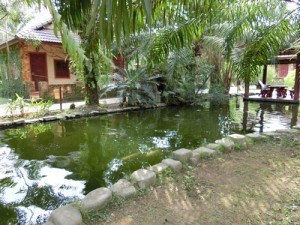 khung canh mat me o Vuon Xoai