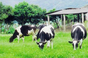 dac san bo sua Moc Chau