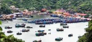 Di chi cai Beo o Hai Phong