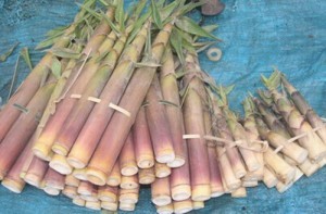 Mon mang dang o Hoa Binh